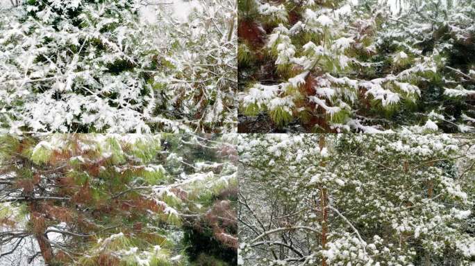 雾凇 雪 初雪 雪景