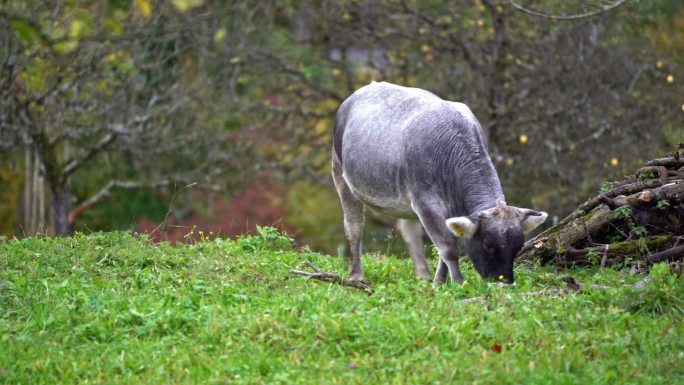瑞士小镇草地上牛的风景。