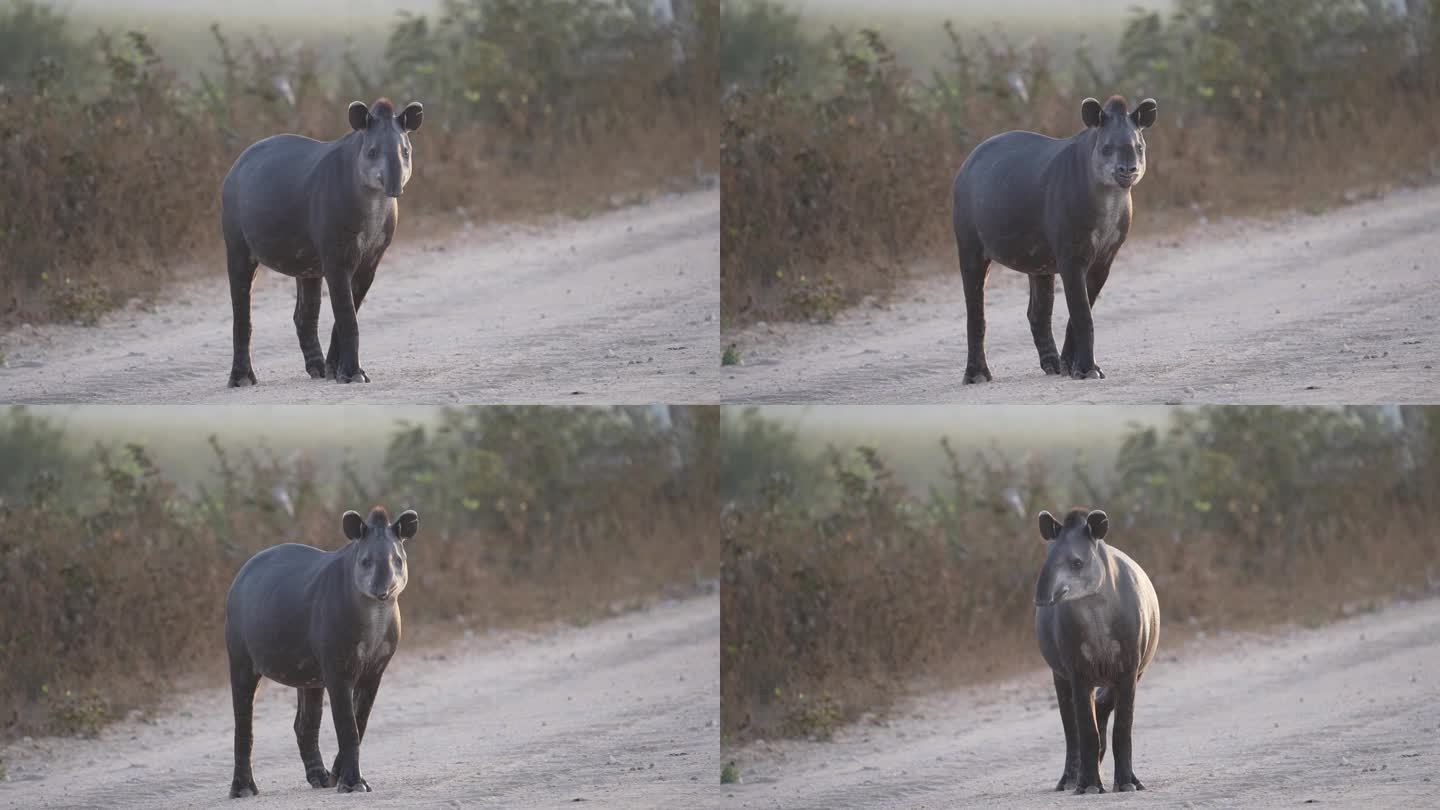 在清晨的阳光下，一只害羞而难以捉摸的南美貘，正走在通往世界上最大的沼泽地区的帕坦涅拉砾石路上。
