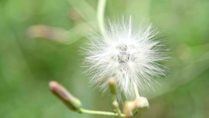 野草野花春季特写郊外植物