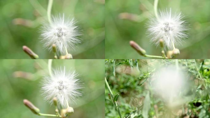 野草野花春季特写郊外植物