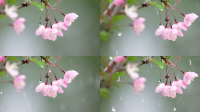 垂丝海棠 绿叶 细雨 8