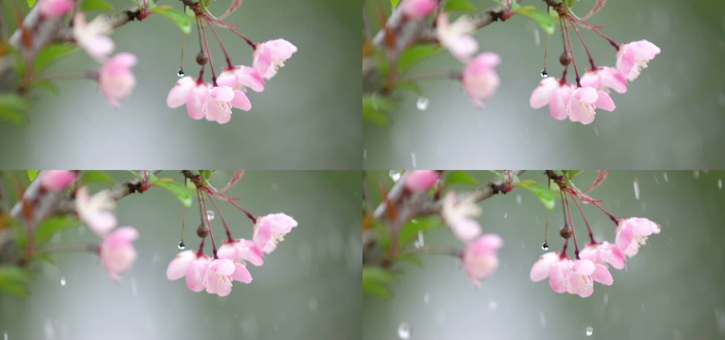 垂丝海棠 绿叶 细雨 8