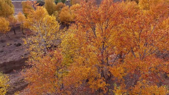 秋天黄树林风光航拍