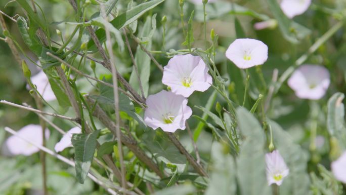 野草野花春季特写郊外植物