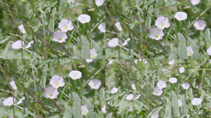 野草野花春季特写郊外植物