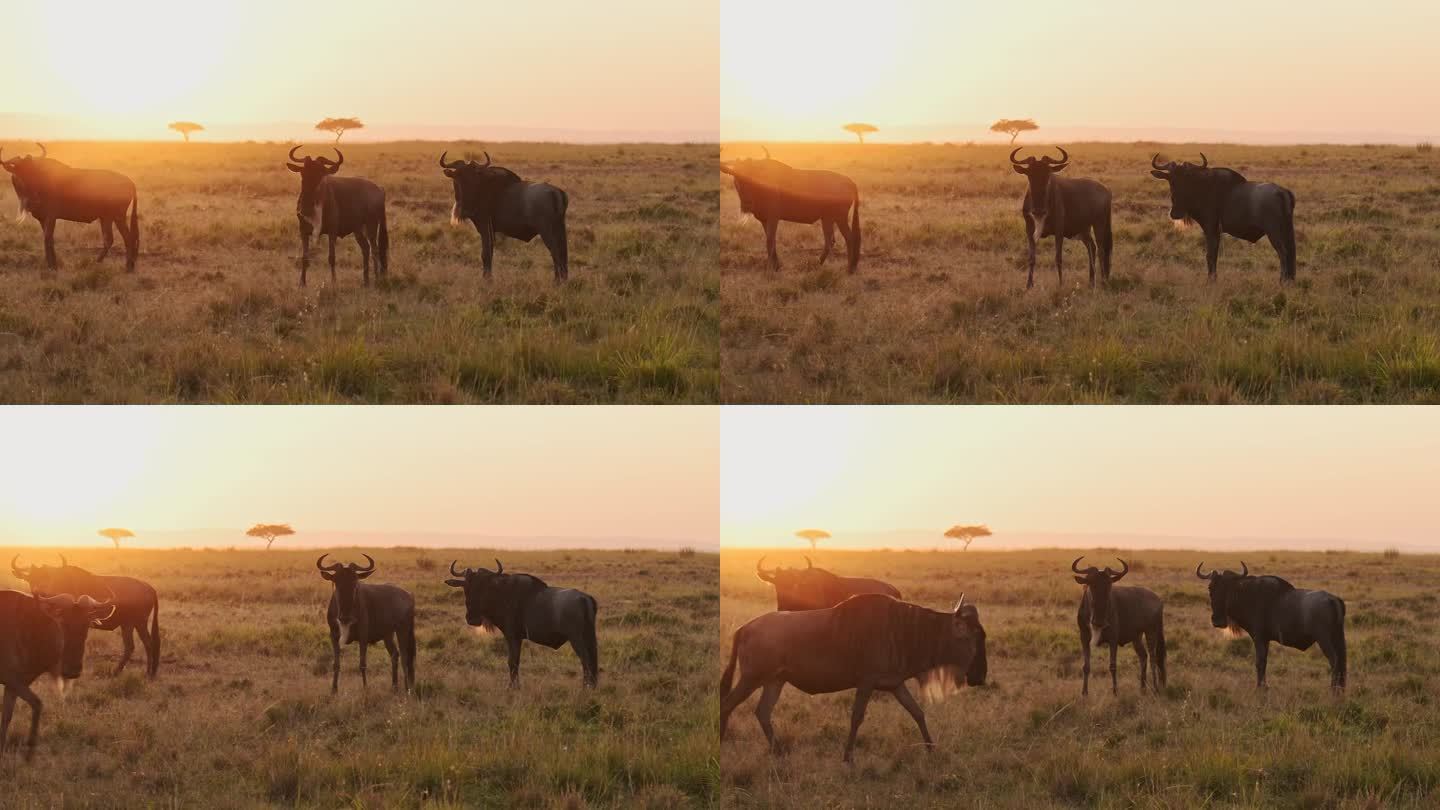 非洲马赛马拉牛羚大迁徙，行走在肯尼亚马赛马拉和坦桑尼亚塞伦盖蒂之间的大草原上，日出时的非洲野生动物