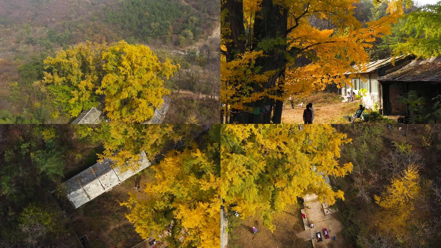 广化寺千年银杏古树4K视频