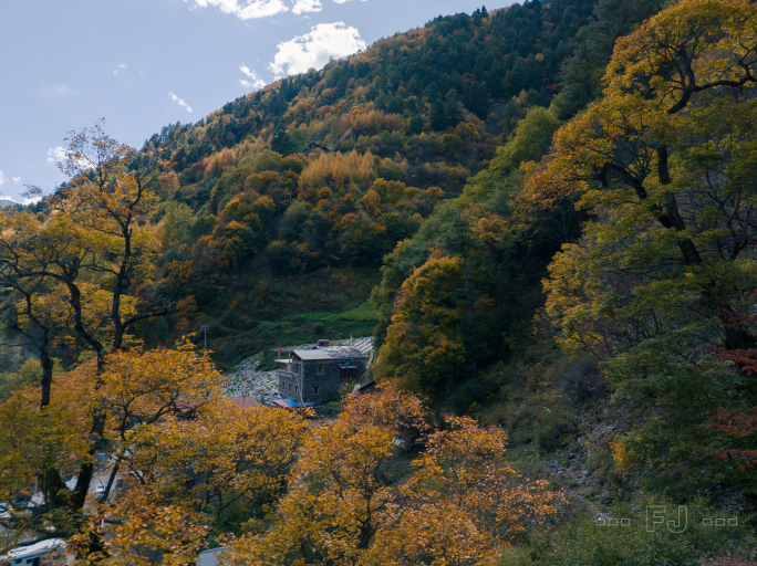 4K实拍川西米亚罗彩林秋景