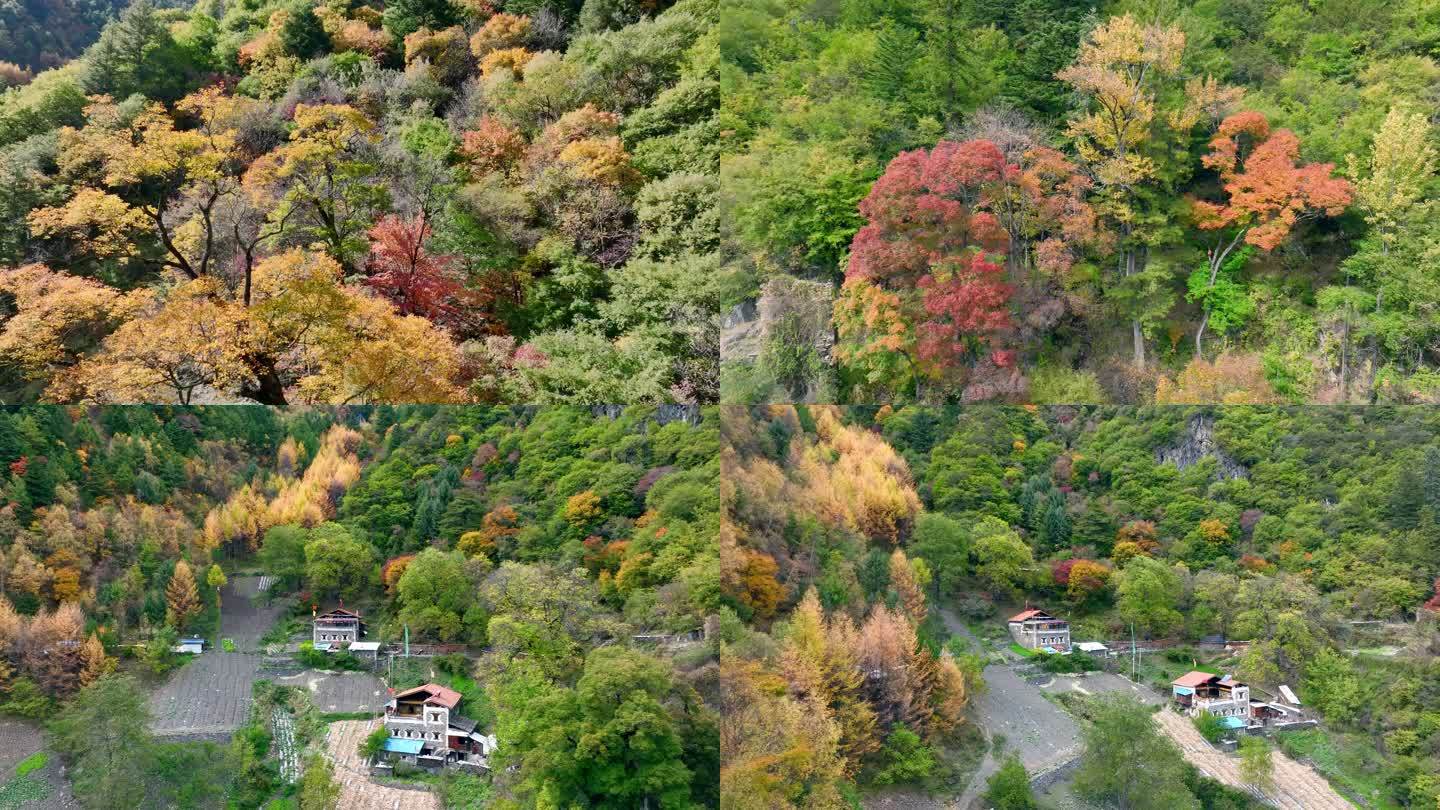 4K实拍川西米亚罗彩林秋景