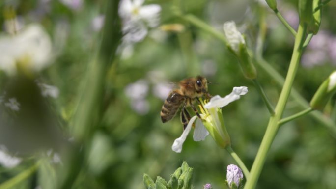 春天蜜蜂采蜜 勤劳 花粉
