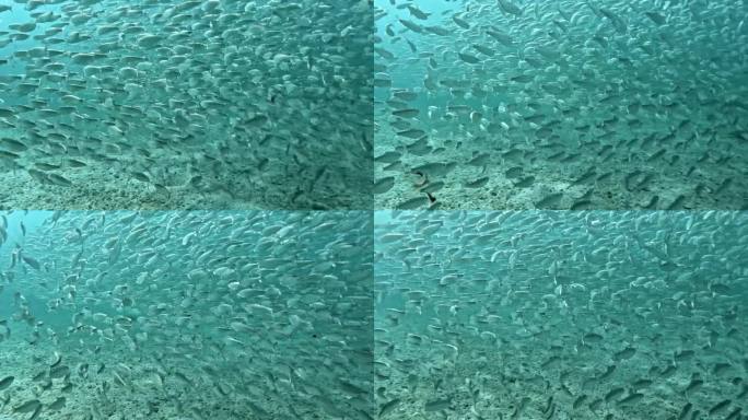 一大群鱼饵鱼游过海洋深处-水下拍摄