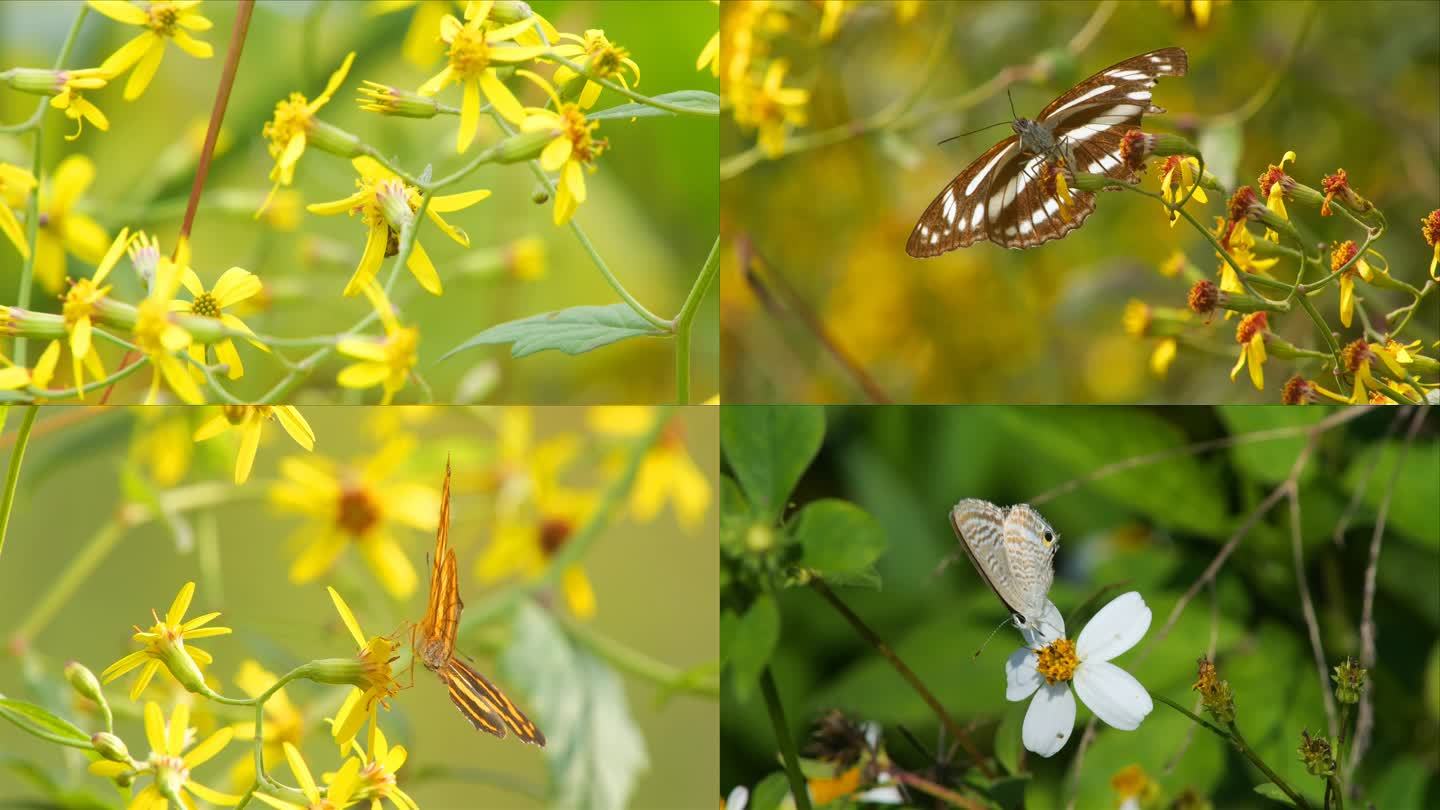 昆虫合集 蝴蝶蜜蜂蜘蛛