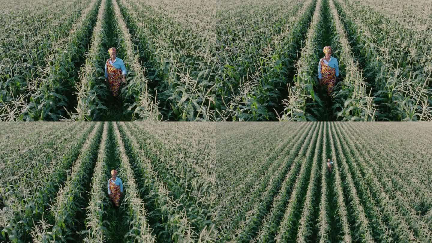 航拍缩小。身穿传统服装的非洲黑人女农民走在一大片玉米地里