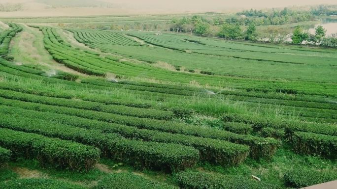 绿茶树园水龙带景观。有机农场嫩芽草本绿茶树在茶树中浇水。近距离拍摄新鲜树茶园，山间绿色自然的草本农场