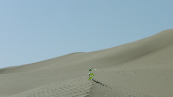 沙漠-种子-绿苗2