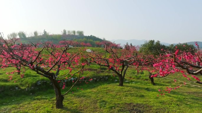 广东河源 连平桃花