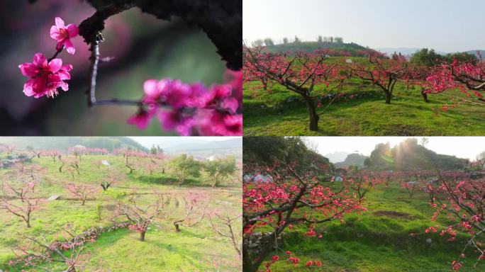 广东河源 连平桃花