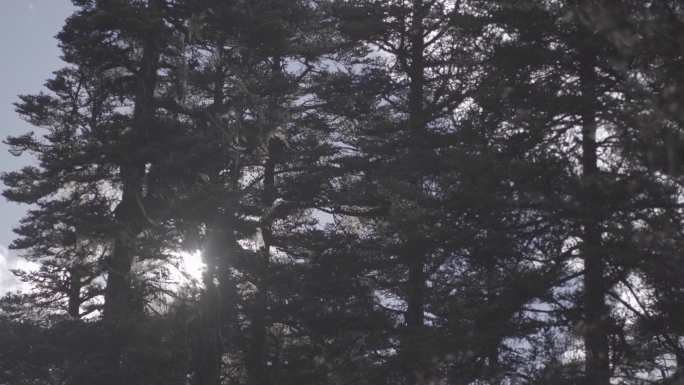 森林 树木 阳光