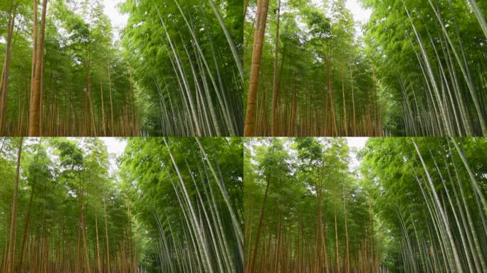 鲜绿竹林竹海竹子种植竹子产业