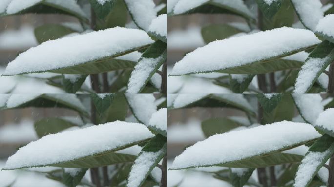 冬天冬季下雪植物树叶积雪