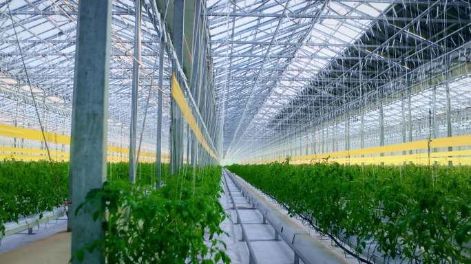 智能大棚蔬菜番茄种苗智能大棚现代农业