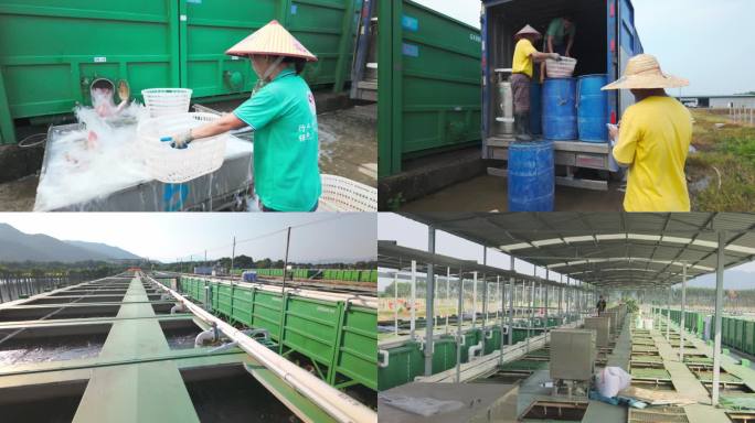 提升新质生产力，现代化集装箱渔业养殖
