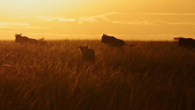非洲狮子狩猎的慢动作，肯尼亚长草大草原橙色日落中猎杀角马的母狮，马赛马拉野生动物园动物在日出时徘徊