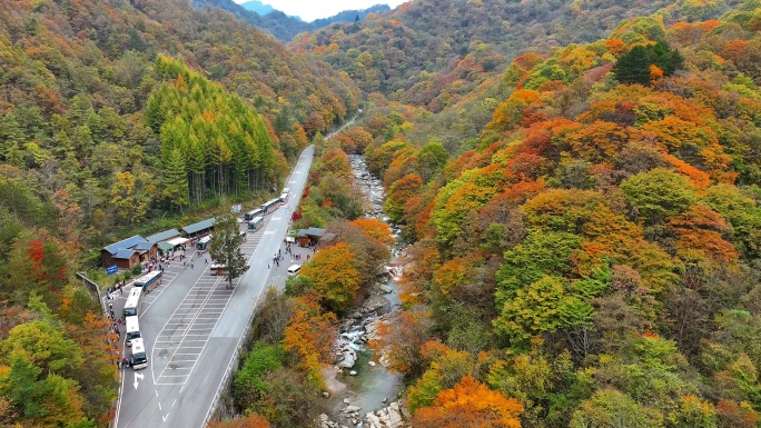 巴中光雾山红叶