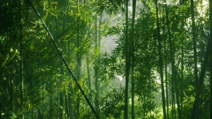 中国一片茂密的竹林