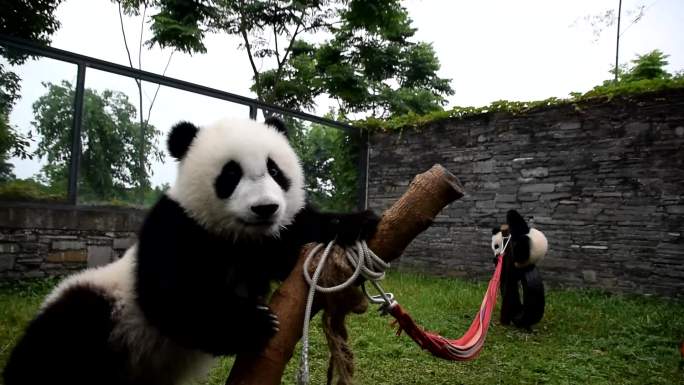 熊猫幼崽玩耍二