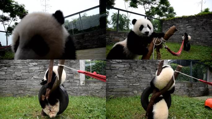 熊猫幼崽玩耍二
