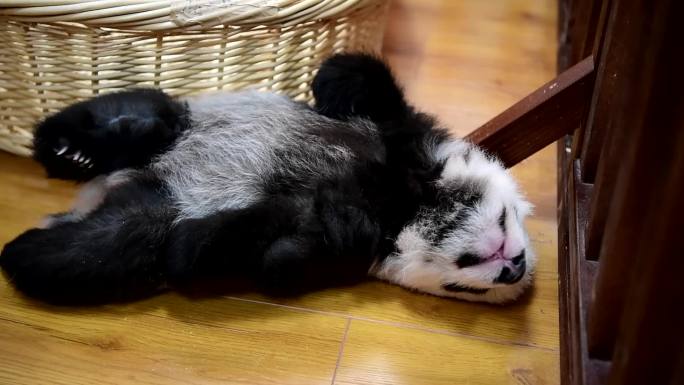刚出生的熊猫幼崽