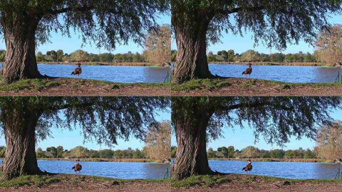 11月一个阳光明媚的早晨，一只埃及鹅坐在柳树下