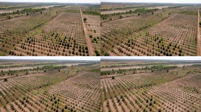 空中无人机拍摄的一棵橄榄树，用于生产橄榄油。