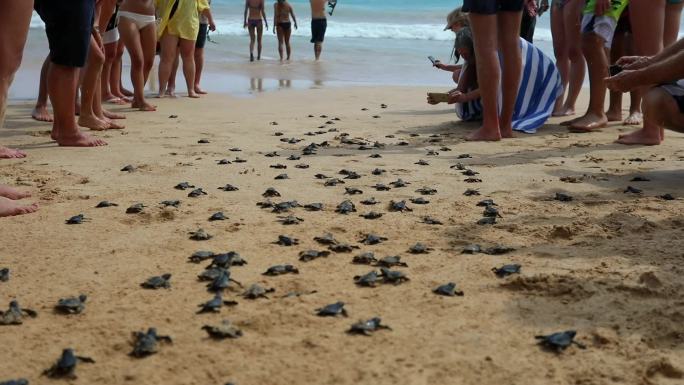斯里兰卡美瑞沙海滩放生小海龟