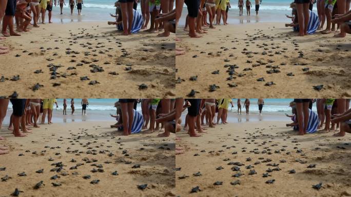 斯里兰卡美瑞沙海滩放生小海龟