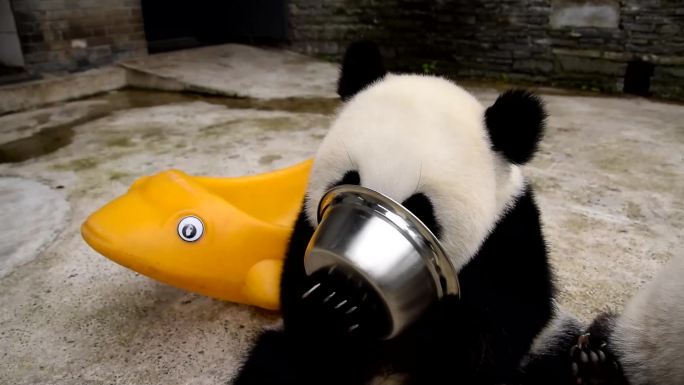 熊猫幼崽吃胡萝卜喝奶