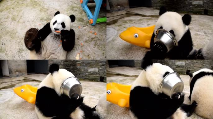 熊猫幼崽吃胡萝卜喝奶
