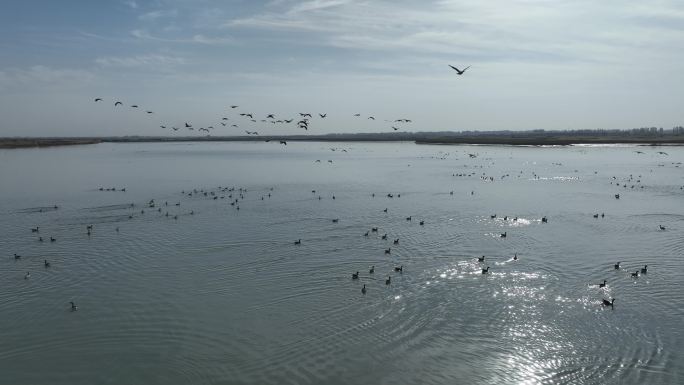 黑河湿地水库 候鸟鸟群飞翔 甘肃张掖