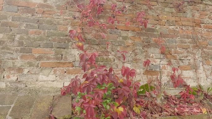 老房子的墙上长满了藤蔓和常春藤