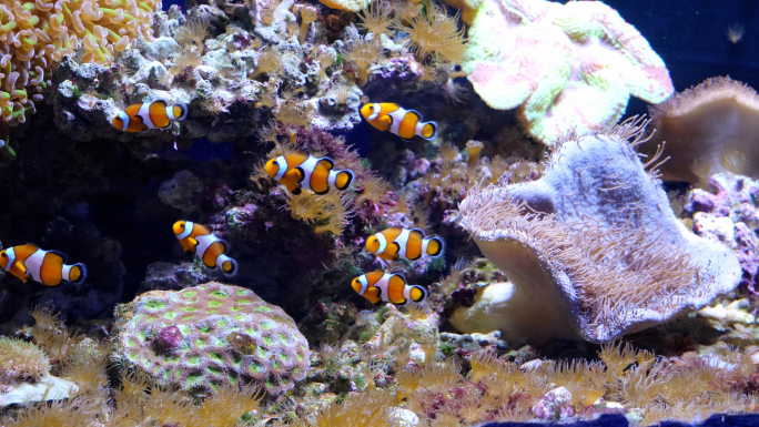 小丑鱼 珊瑚 鱼 鱼群 海洋馆 水族馆