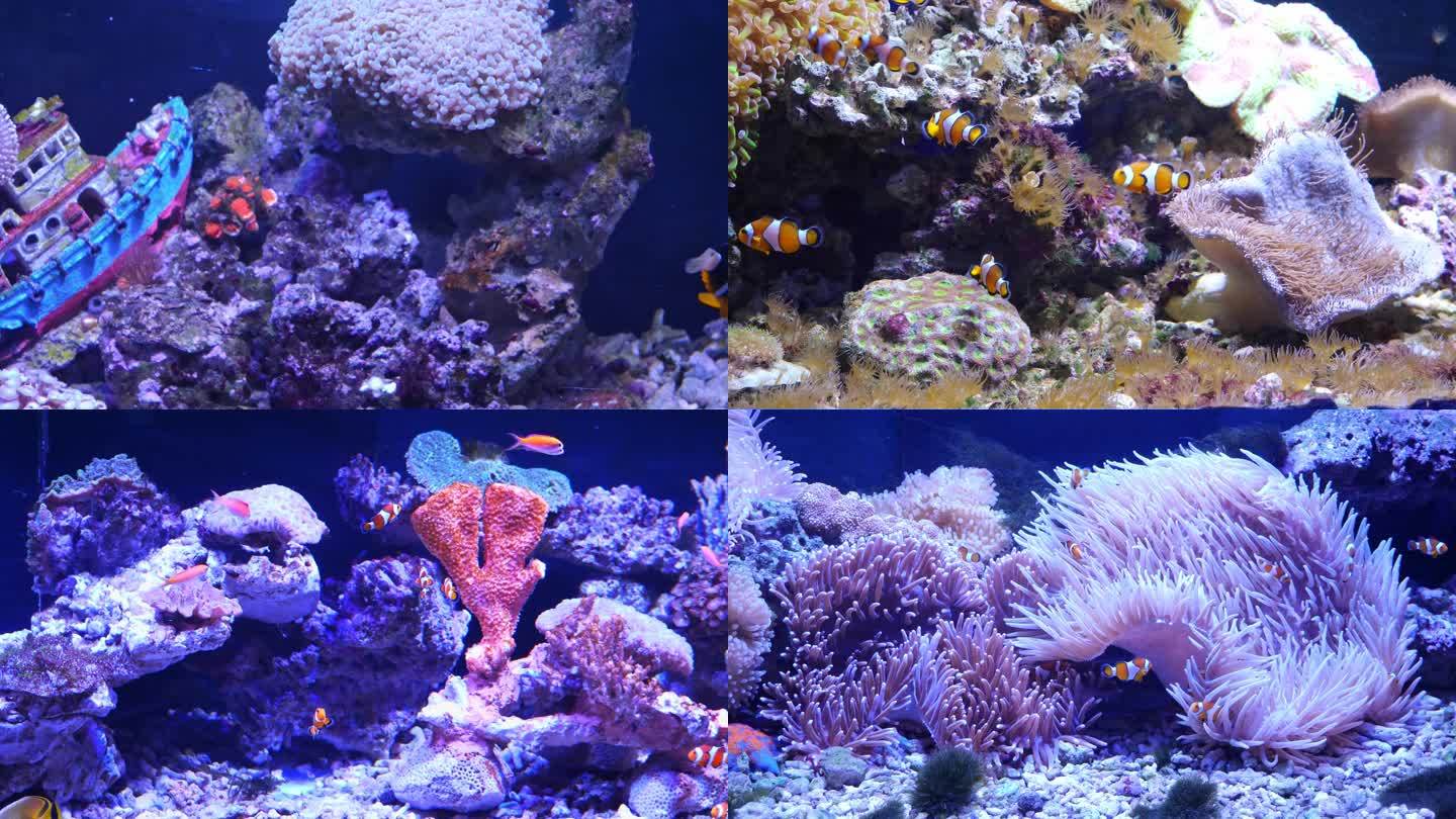 小丑鱼 珊瑚 鱼 鱼群 海洋馆 水族馆
