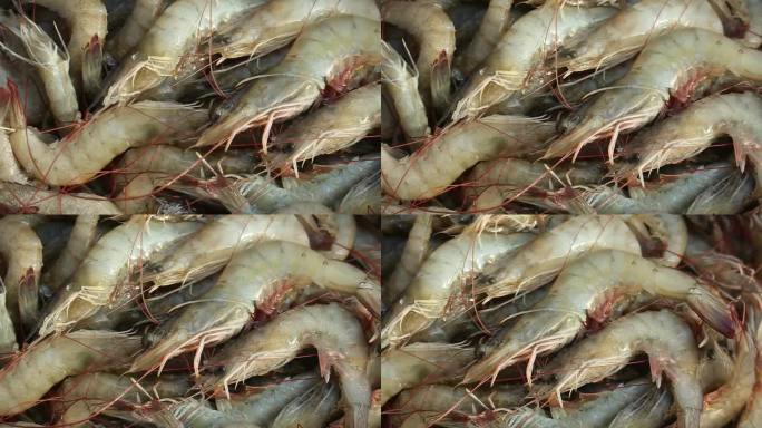 凡纳美虾，一种在热带海域发现的虾。