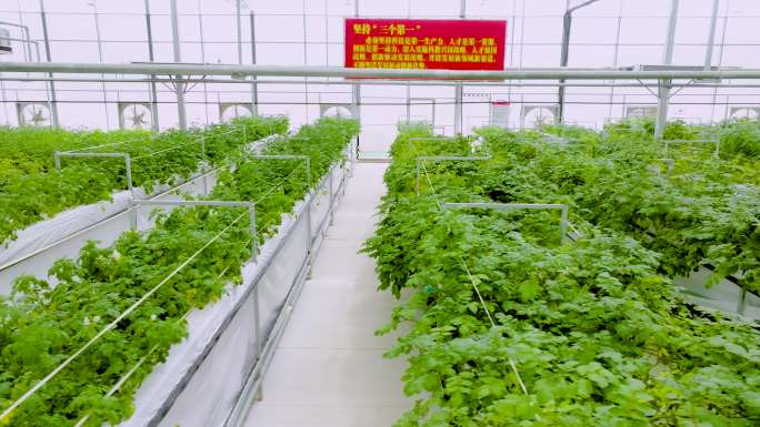 高端科技农业-现代化温室大棚绿色农业4K