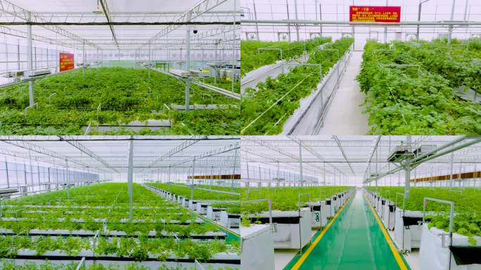 高端科技农业-现代化温室大棚绿色农业4K