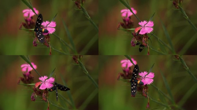 一种九斑飞蛾或黄带飞蛾(原黄带飞蛾)，在一朵粉红色的花上觅食