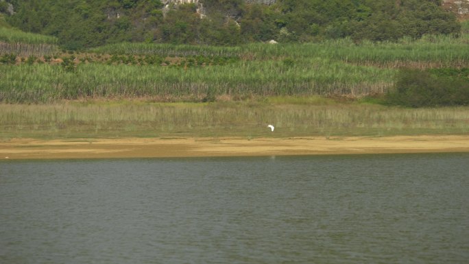 湖面飞鸟