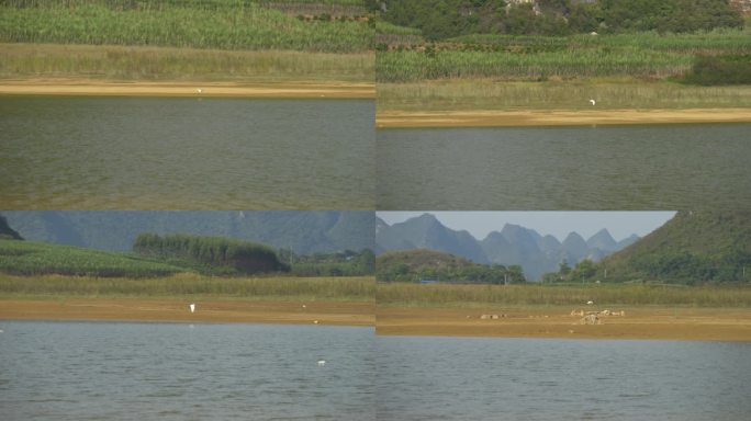 湖面飞鸟