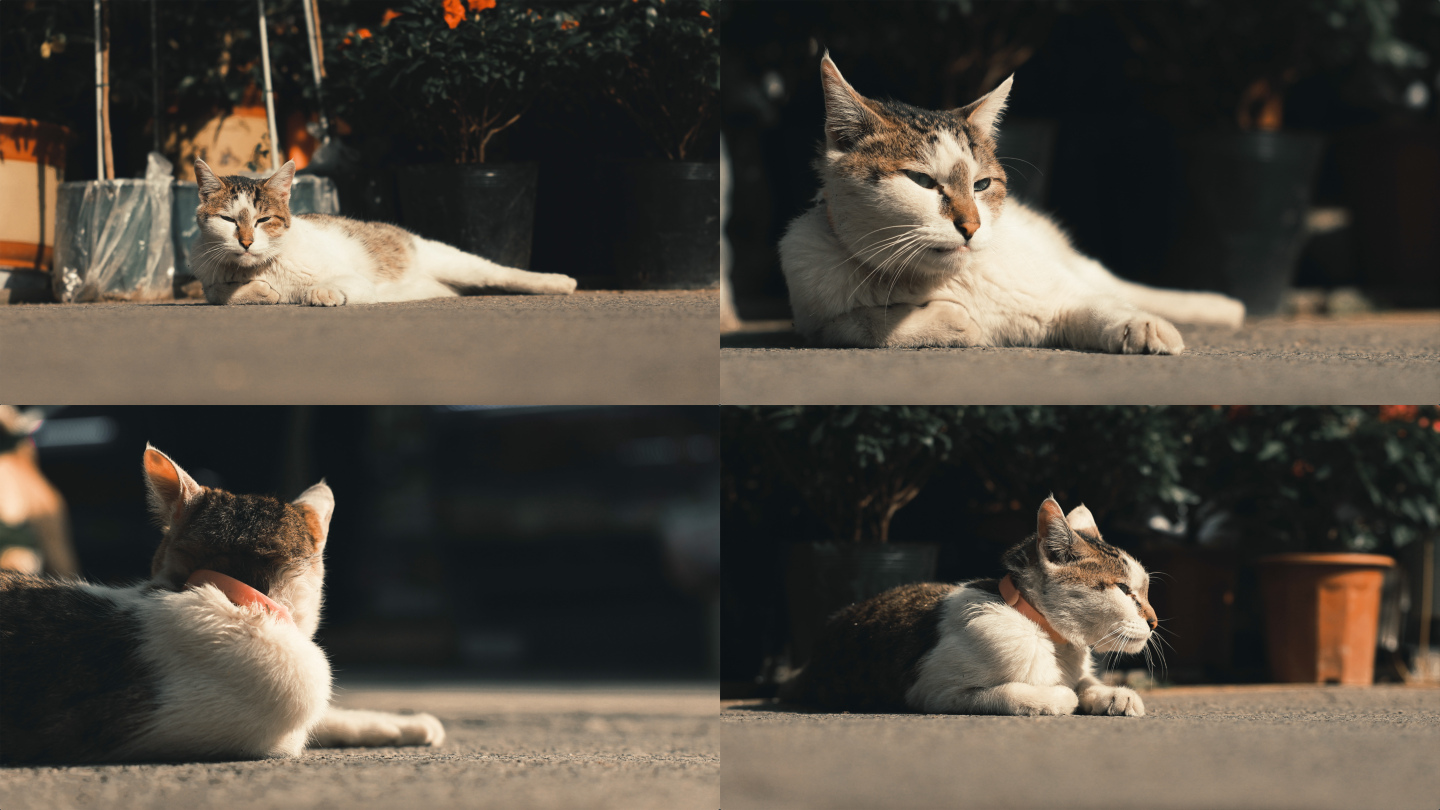 慵懒猫咪晒太阳